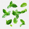 Apple Mint