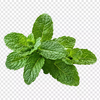 Cool Mint